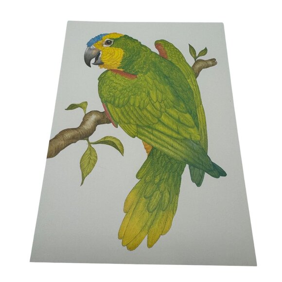 Vintage Current Inc Tropical Birds Greeting Cards Set Of 4 Parrot Macaw Designs - Picture 4 of 7